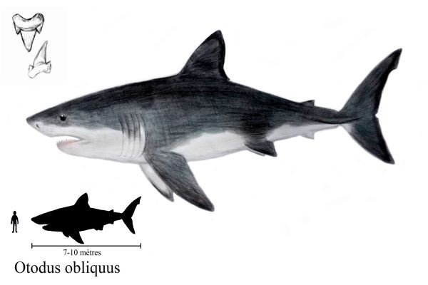 尖齿鲨和大白鲨的区别