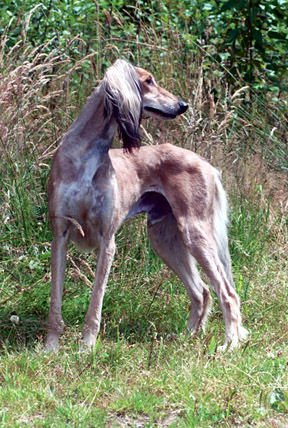 沙克犬的练家用方法