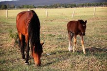 走南闯北打一生肖。