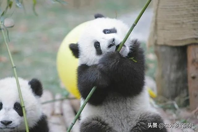 大熊猫爱吃的竹子是草还是树？