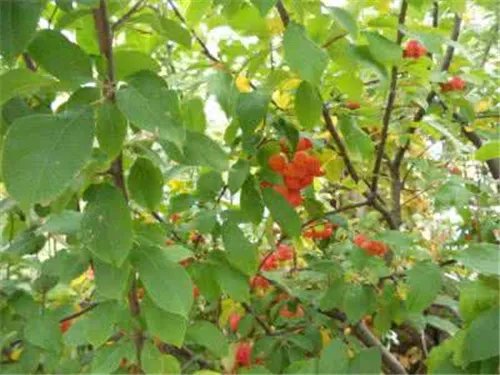 珍稀树种有哪些 国内珍贵树种排名