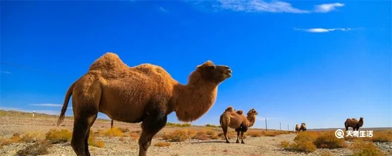 骆驼的驼峰是储存什么的