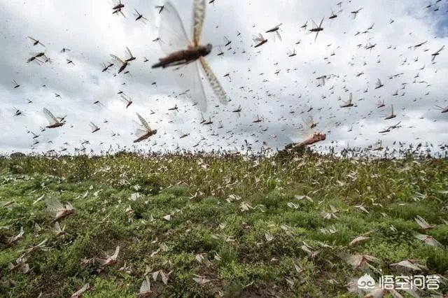 非洲蝗虫成灾，已影响印度和巴基斯坦，会传入中国吗？