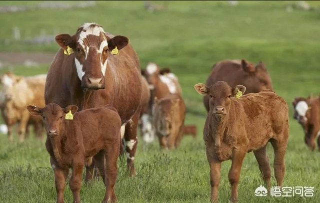 贵州兴义一高校招聘启示刷爆了朋友圈，堪称史上“最实在”笑爆了一圈人，你怎么看？