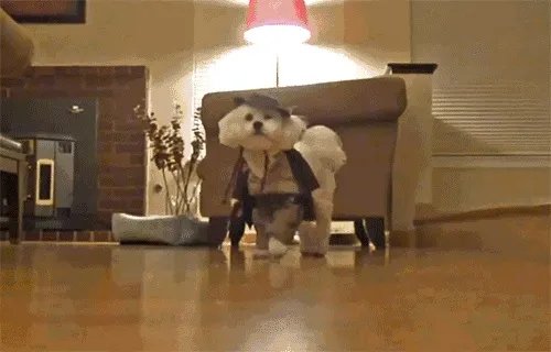 老人给鸡织毛衣保暖，有哪些适合宠物的搭配？