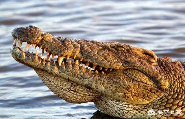科莫多巨蜥与非洲鳄哪个更厉害？