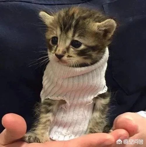 老人给鸡织毛衣保暖，有哪些适合宠物的搭配？