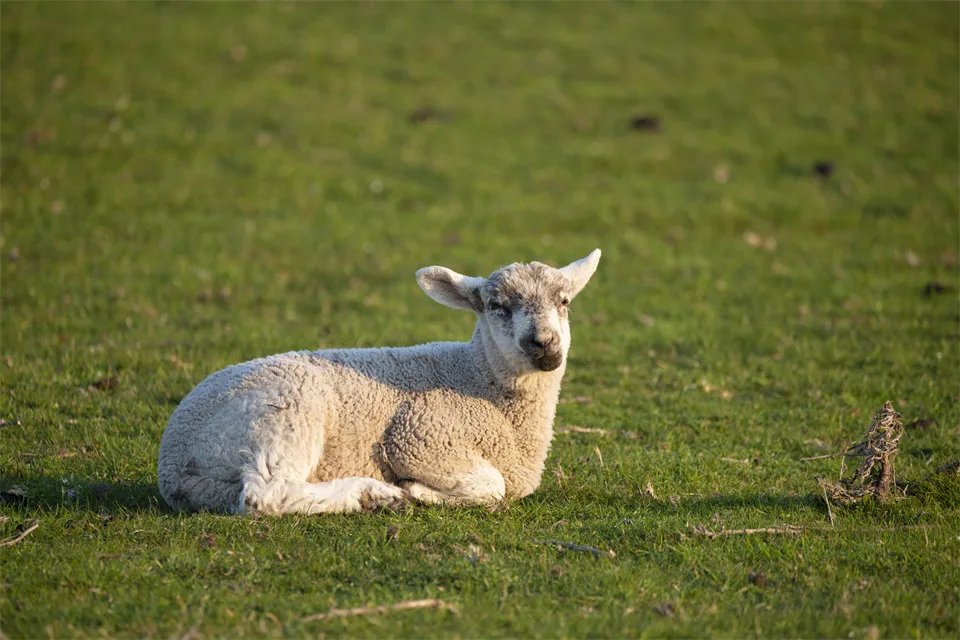斤斤计较打一动物 三五成群打一生肖动物