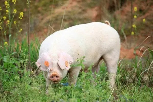 养猪补贴政策2020标准