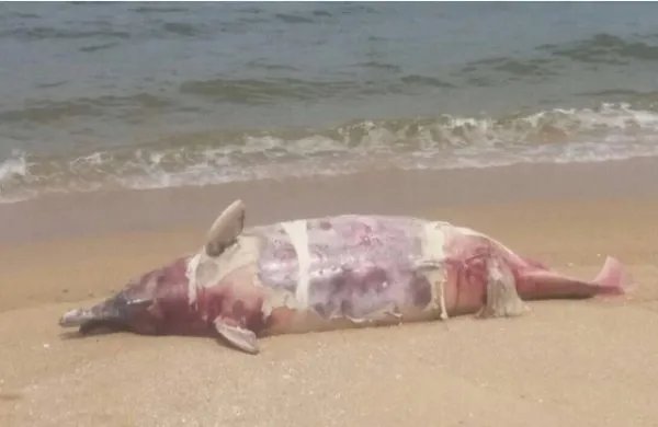 香港海滩海豚尸体在哪里？