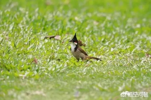 折耳鱼不呼吸在线观看免费