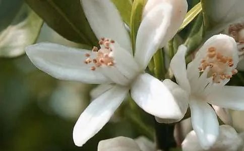 开在记忆深处的花朵作文