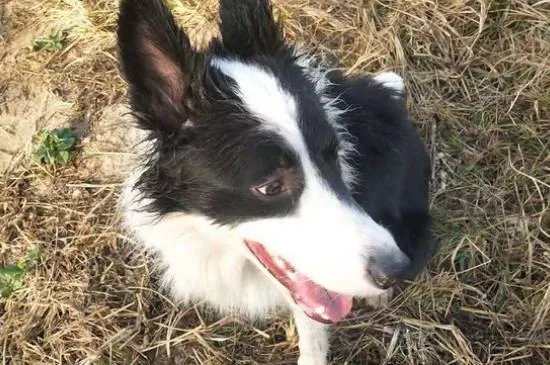 狗狗割声带好还是不割好，声带切除后有后遗症吗