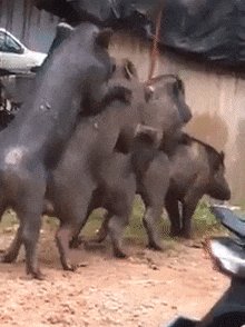 上原亚衣教你开胯深蹲 动图 不先舔舔吹着能舒服吗？