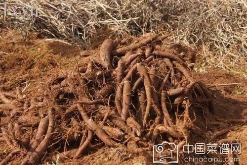 草乌是什么 草乌炖猪脚究竟是美味还是毒药？