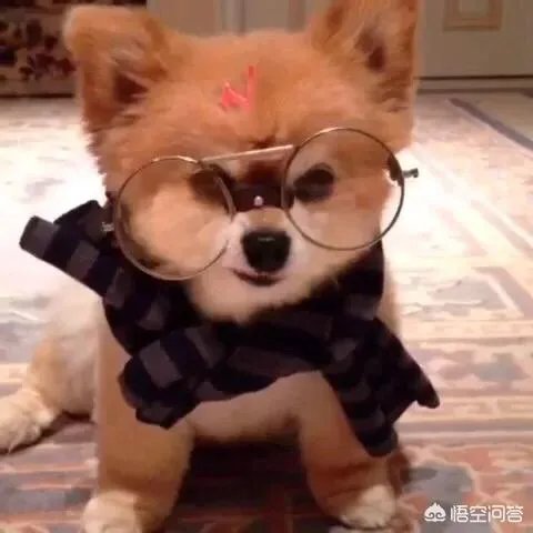 老人给鸡织毛衣保暖，有哪些适合宠物的搭配？