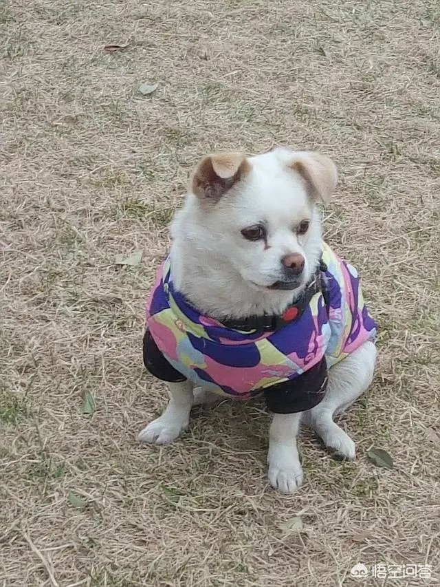 千里通电话打一成语的结果是什么？