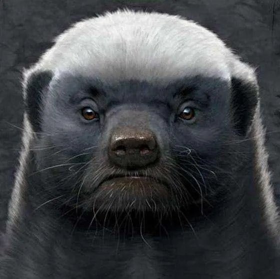 大家有没有特别搞笑的猫咪图片？