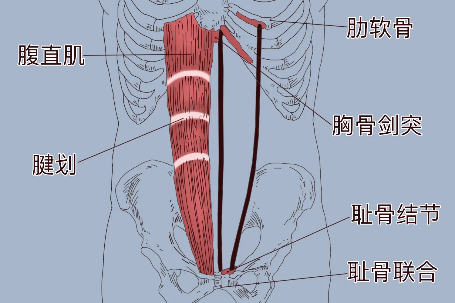腹直肌是哪个部位