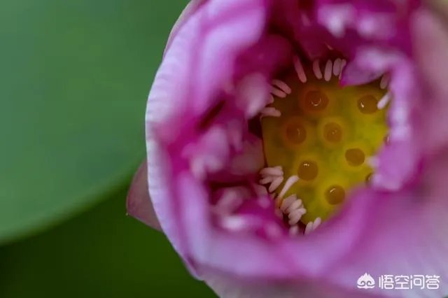 折耳鱼不呼吸在线观看免费