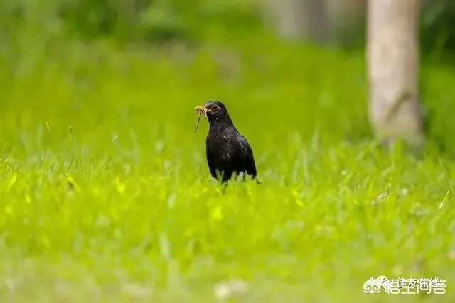 折耳鱼不呼吸在线观看免费