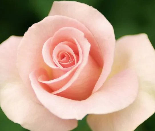 12朵玫瑰代表什么意思 玫瑰能不能随便送人