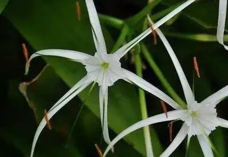 被称为最危险植物的坏女人花,和其他的花有什么不同?