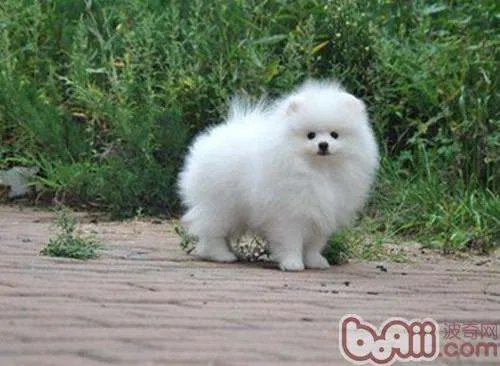 迷你博美犬是怎么来的？