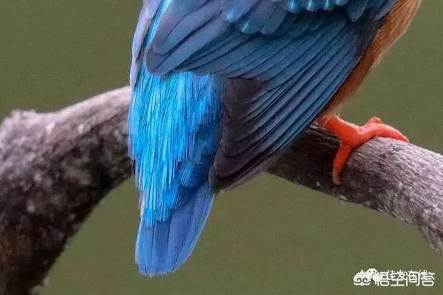 折耳鱼不呼吸在线观看免费