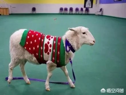 老人给鸡织毛衣保暖，有哪些适合宠物的搭配？