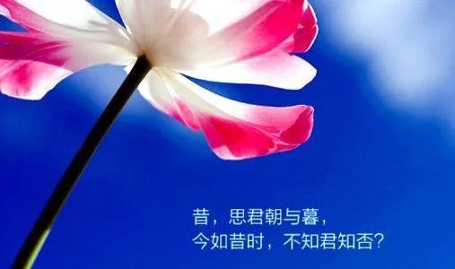 想念一个人的滋味，是什么？