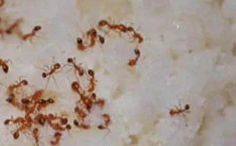 蚂蚁的启示作文