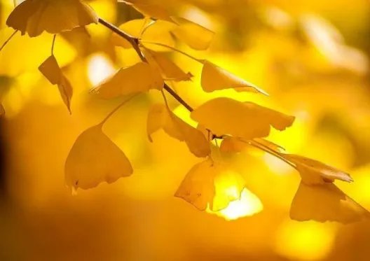 植物活化石有哪些