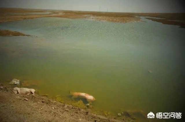 “黄河大堤内现死猪”事件引热议，猪死了为什么要扔进黄河？