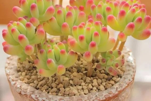 十大最贵的多肉有哪些？