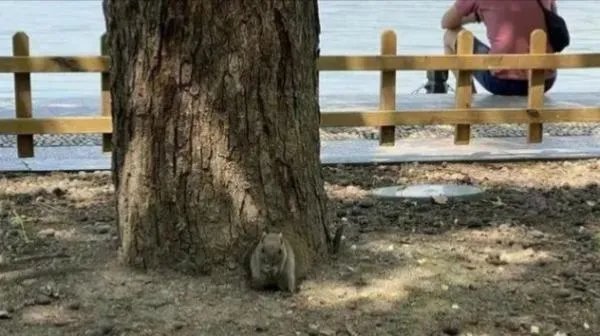 西湖网红松鼠被鹰抓走，抓住松鼠的是什么品种的鹰？在当地是否常见？