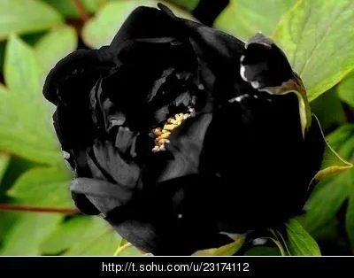 谁有黑牡丹花的图片？