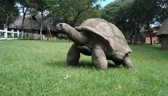 世界上最大的龟是什么龟 世界上最大的龟是什么