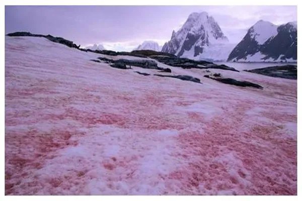 南极出现粉色“西瓜雪”，反常迹象的出现是福是祸？