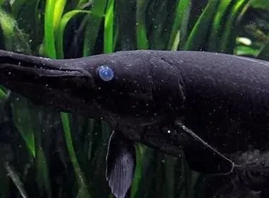 中国古动物馆鳄雀鳝咬伤游客，是否应该停止售卖此类危险动物？