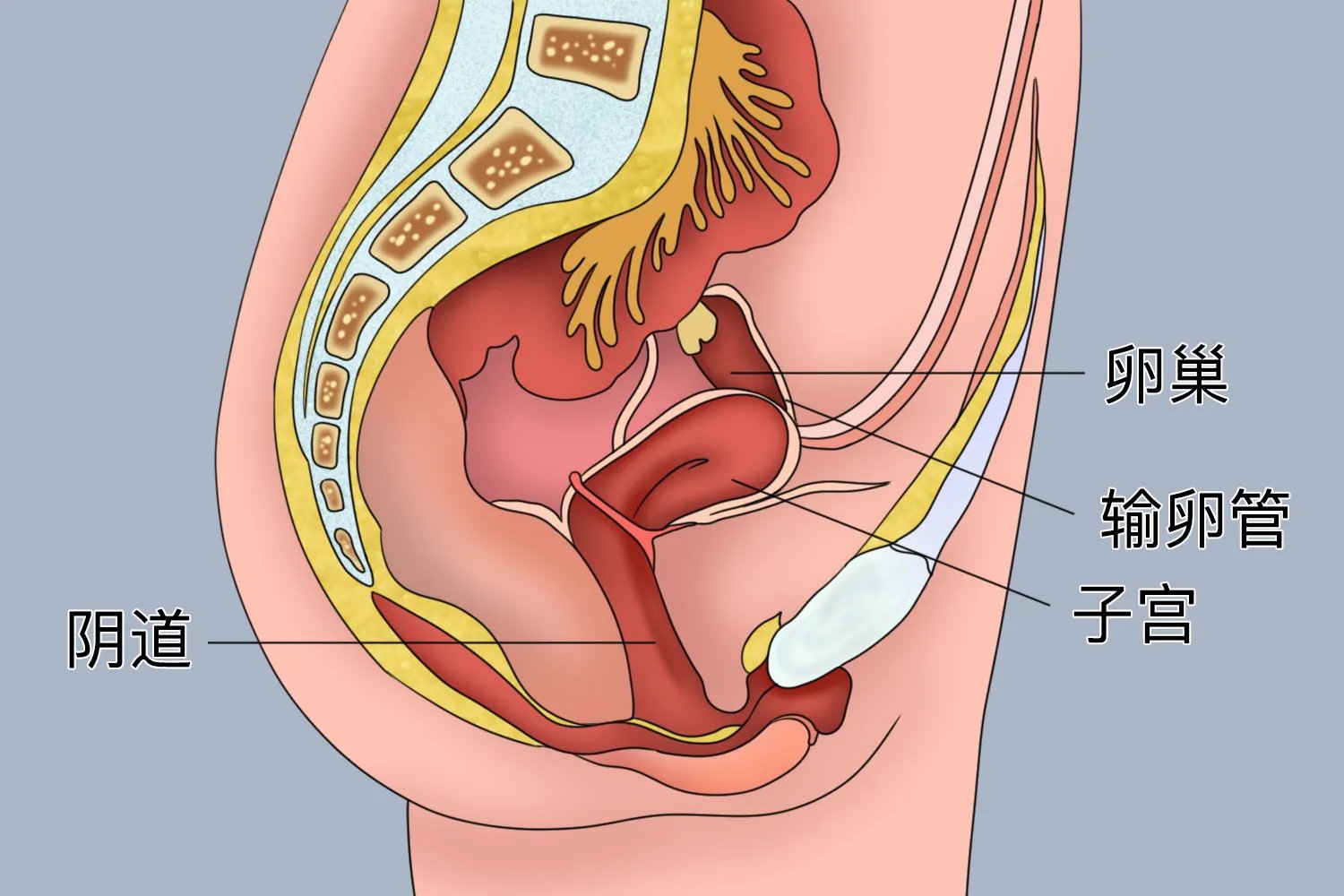 人体内脏器官分布
