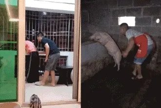 有哪些搞笑gif动画呢?