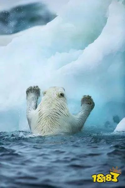 小鸡宝宝考考你，北极熊的皮肤是什么颜色的蚂蚁庄园每日一题