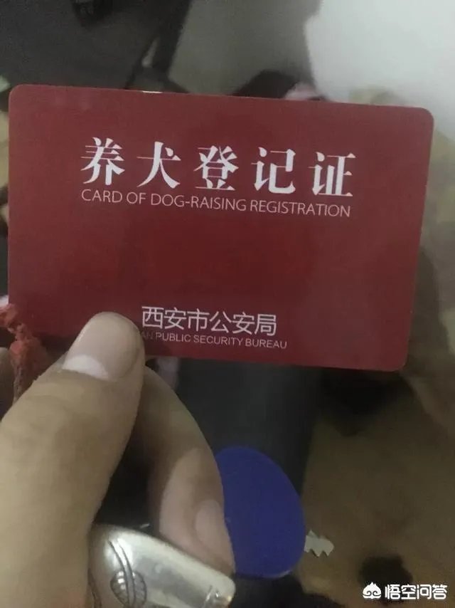 杭州试点“公共遛犬区”，市民终于能带爱犬晒太阳了，你怎么看？