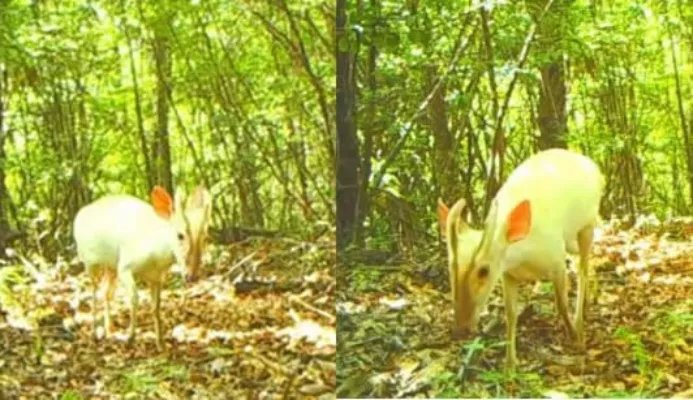 神农架现罕见动物：镜头下的罕见动物竟是这样子