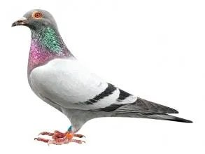 老北京人养信鸽是什么情况？