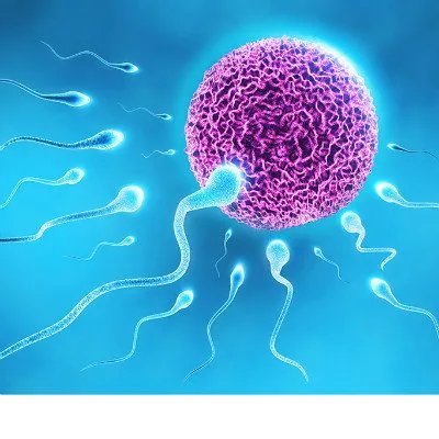 子宫后位如何怀孕？