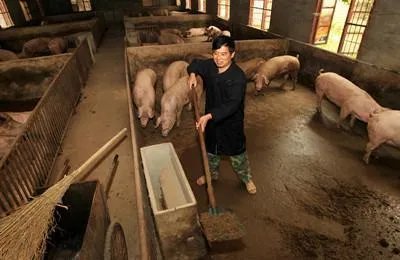 养猪补贴政策2020标准