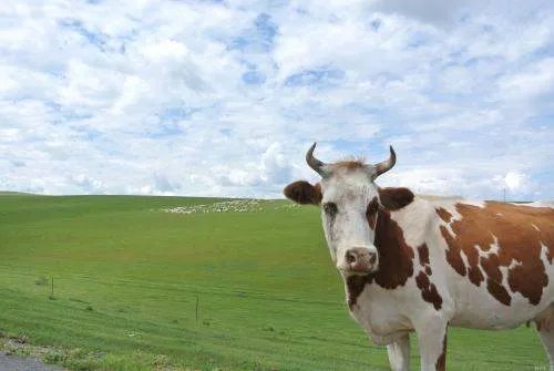 《封神榜》中黄飞虎的坐骑五彩神牛是什么？