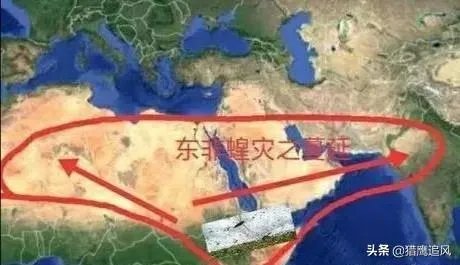 非洲蝗虫成灾，已影响印度和巴基斯坦，会传入中国吗？